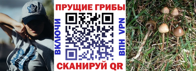 Купить где  Шиханы  Псилоцибиновые грибы Psilocybe 